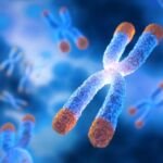 KED( Vesugen) Peptide Research in Cellular Aging Models